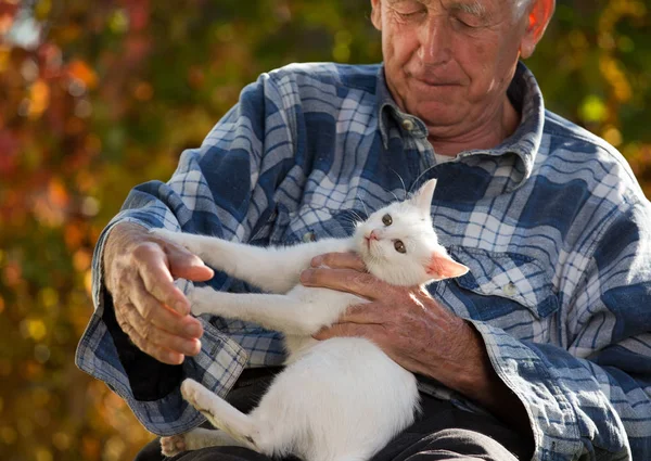 Älterer Mann Sitzt Park Und Spielt Mit Junger Weißer Katze — Stockfoto