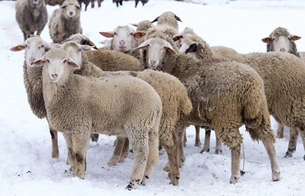 在冬季在雪上看着农场摄像头的一群羊 — 图库照片