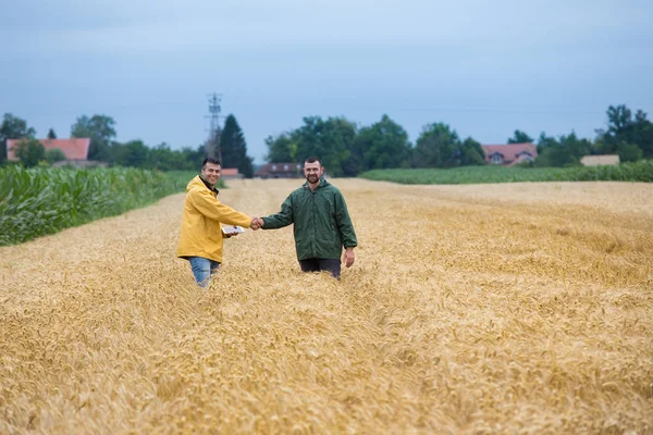 Zwei Zufriedene Bauern Beim Händeschütteln Auf Einem Weizenfeld Frühsommer — Stockfoto