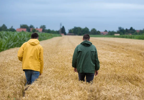 Zwei Bauern Fuß Goldenem Weizenfeld Mit Dorf Hintergrund — Stockfoto