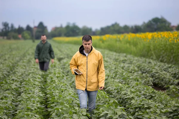 Landwirt Mit Tablet Steht Auf Sojabohnenfeld Während Ein Anderer Bauer — Stockfoto