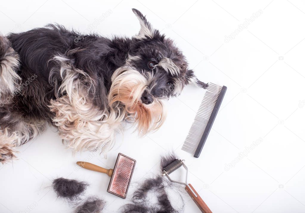 Adorable miniature schnauzer lying on white table with grooming tools beside him