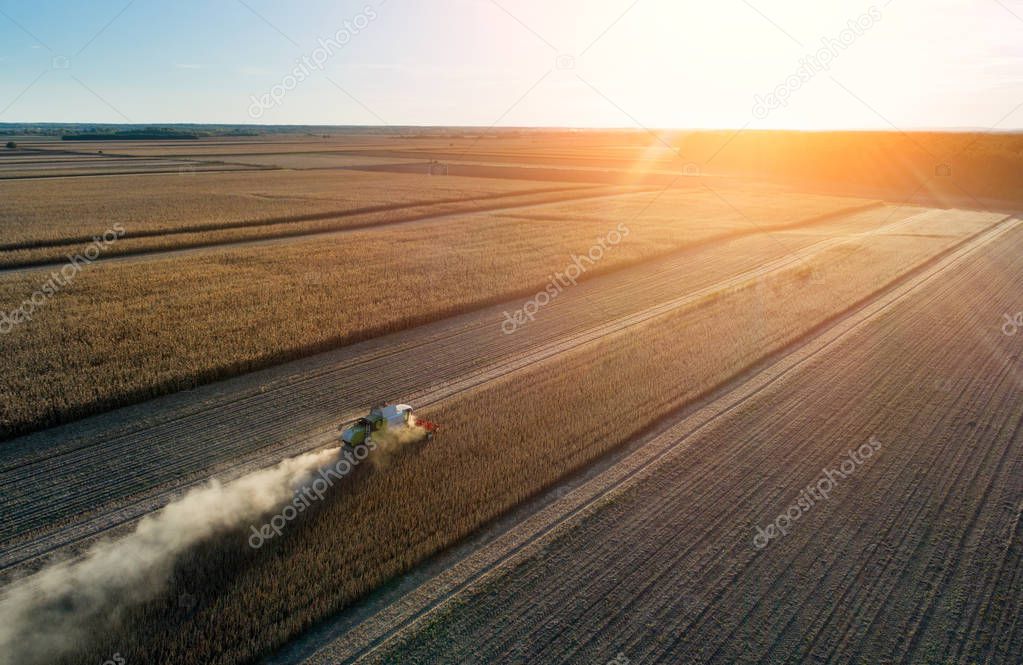 Aerial image of combine harvester working in soybean field at sunset shoot from drone