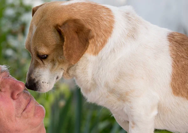 Cute Dog Sitting Old Man Chests Garden Kissing Him — Stock Photo, Image