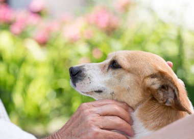 Eski adamın el sarılmış sevimli köpek bahçede kapatın
