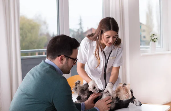 Hund Med Undersökning Bord Veterinärklinik — Stockfoto