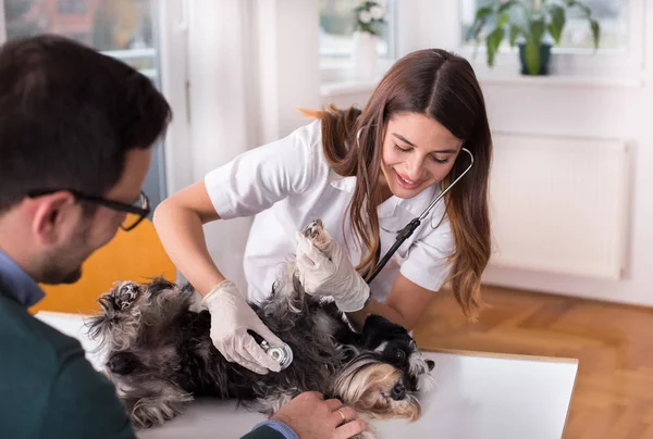 Chien Ayant Examen Sur Table Clinique Vétérinaire — Photo