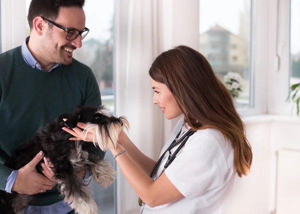 Cute Dog Miniature Schnauzer Owner Veterinarian — Stock Photo, Image