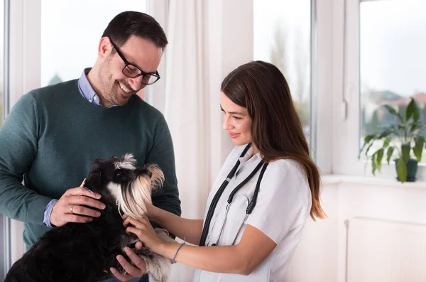 獣医師でオーナーとかわいい犬ミニチュア シュナウザー — ストック写真