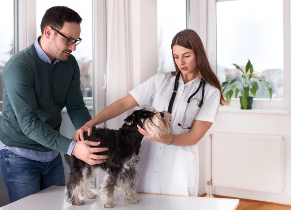 獣医師でオーナーとかわいい犬ミニチュア シュナウザー — ストック写真