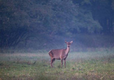 Ormandaki arka ayakta