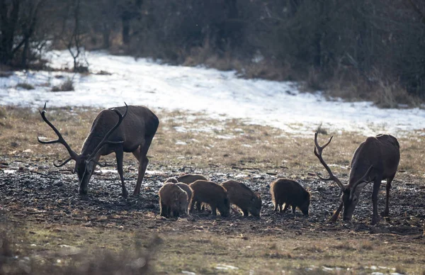 Rode herten en everzwijn biggen op sneeuw — Stockfoto