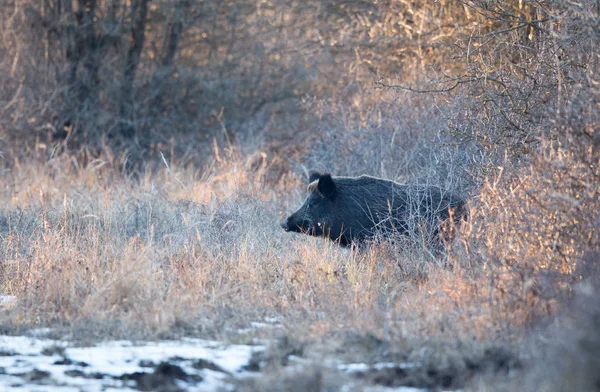 Wilde zwijnen in het bos op sneeuw — Stockfoto