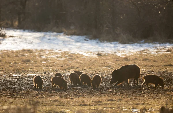 Wild boar with piglets on snow — Stock Photo, Image