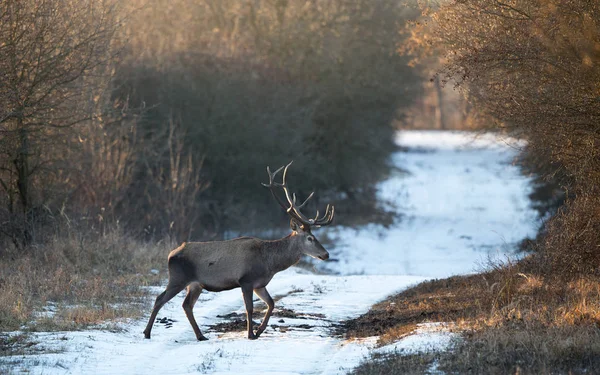 Ormanda karda kırmızı geyik — Stok fotoğraf