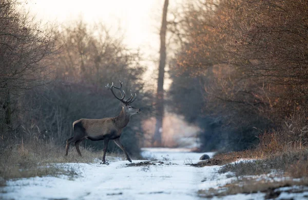 Rothirsch im Wald auf Schnee — Stockfoto