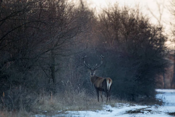 Rothirsch im Wald auf Schnee — Stockfoto