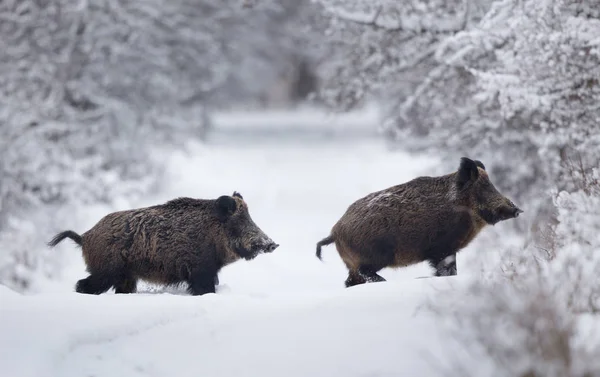 Jabalíes salvajes caminando sobre la nieve —  Fotos de Stock