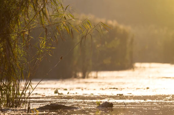 Кингфишер на стебле над водой — стоковое фото