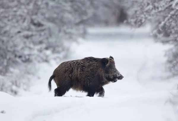 Javali selvagem andando na neve — Fotografia de Stock