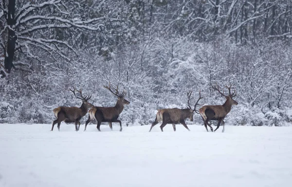 Gorest kar üzerinde yürüyen kırmızı geyikler — Stok fotoğraf