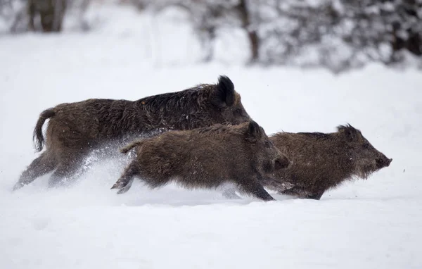 Wild boars running on snow
