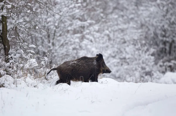 野猪在雪地上行走 — 图库照片