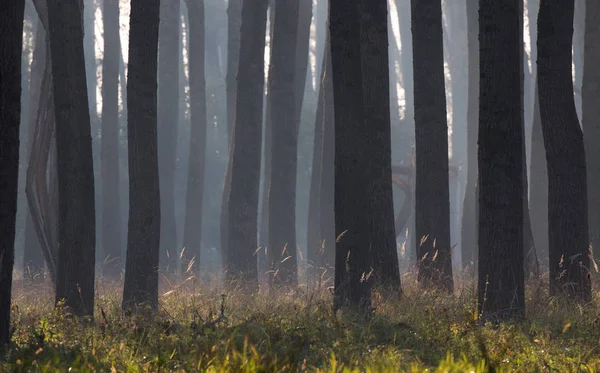 Grandi tronchi ed erba alta nella foresta — Foto Stock