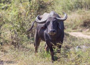 Buffalo çayırda kameraya bakıyor