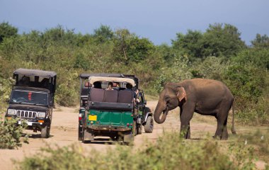 Sri Lanka'da fil ve safari aracı