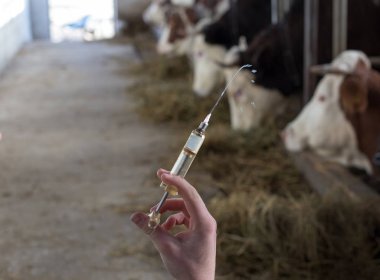 İnekler için enjeksiyon ile Veteriner