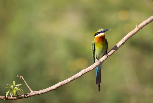 Bee-eater bird from Sri Lanka — Stock Photo, Image
