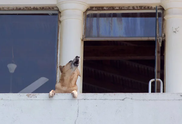 Hund heult auf Terrasse — Stockfoto