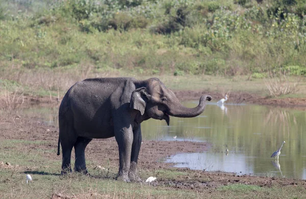 スリランカ国立公園の象とサニオン — ストック写真