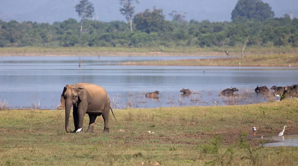 スリランカ国立公園の象と水牛 — ストック写真
