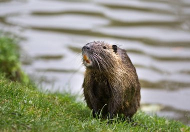 Nutria nehrin yanında duruyor