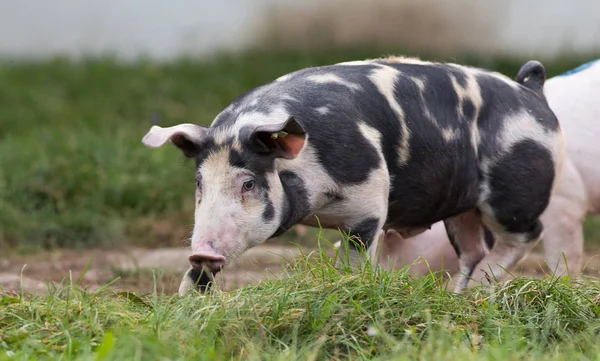 Young domestic pig on grass — Stock Photo, Image