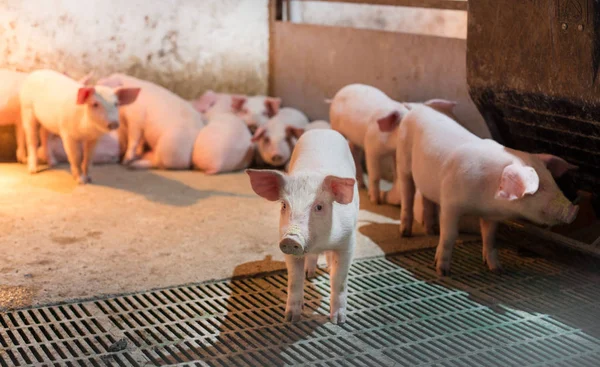 現代の豚の子豚 — ストック写真