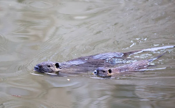 Nutria Schwimmen im Fluss — Stockfoto