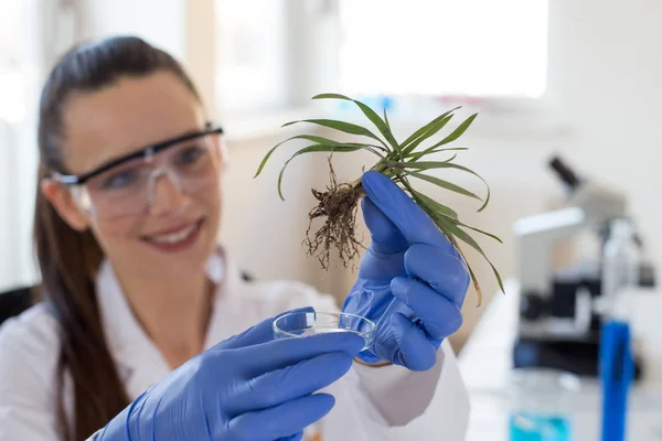 Biologo che tiene piantina di semenzaio sopra il vetro per la prova — Foto Stock