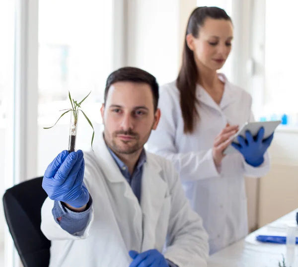 芽の成長を分析する生物学者 — ストック写真