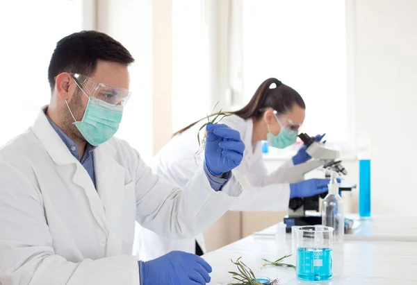 生物学家分析芽生长 — 图库照片