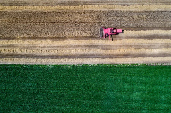 Cosechadora combinada que trabaja en el campo de trigo — Foto de Stock