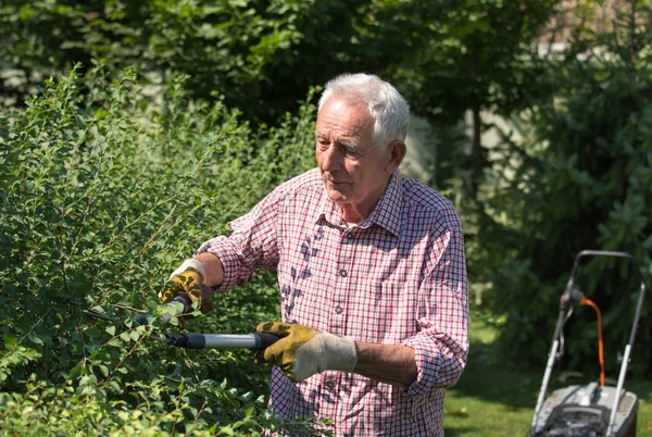 Старик стрижет изгородь в саду — стоковое фото