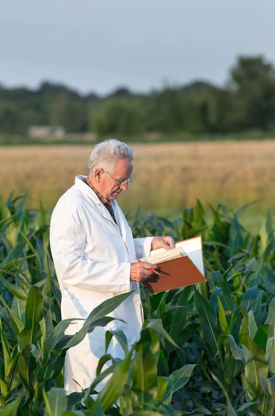 Starzec agronom w dziedzinie kukurydzy — Zdjęcie stockowe