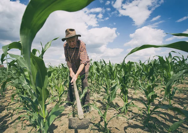 Viejo trabajando en el campo de maíz — Foto de Stock