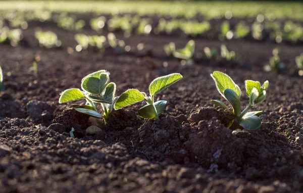 Soybean field  in spring — Stock Photo, Image