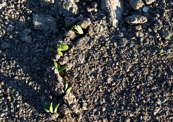 İlkbaharda soya tarlası — Stok fotoğraf