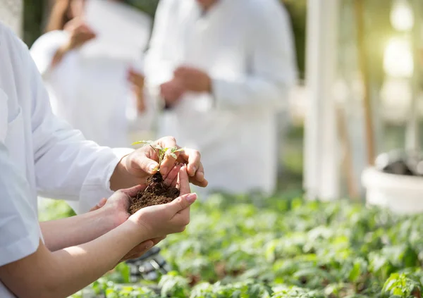 Agrónomos haciendo experimentos con plántulas en invernadero — Foto de Stock