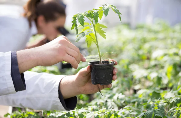 Агрономіст проводить експеримент з розсади в теплиці — стокове фото